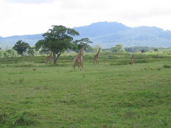 arusha_park_01