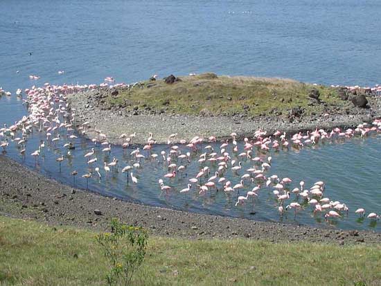 lake_manyara_07