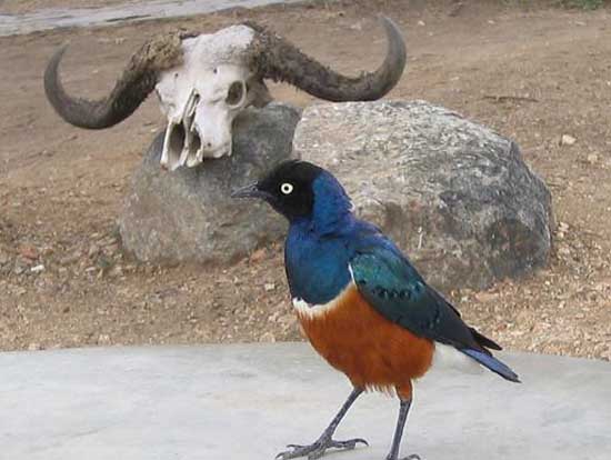 ngorongoro_02