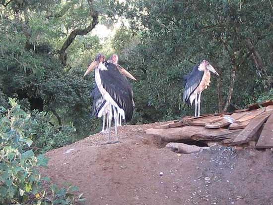 ngorongoro_03