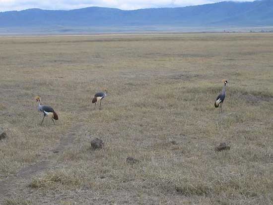ngorongoro_07