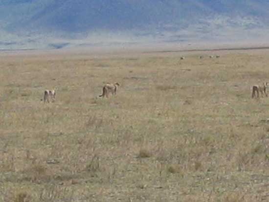 ngorongoro_11
