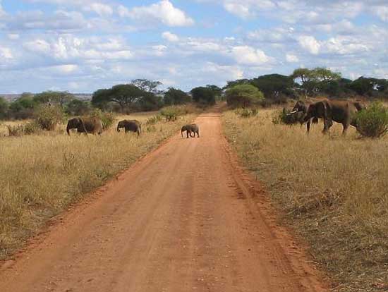 tarangire_park_09