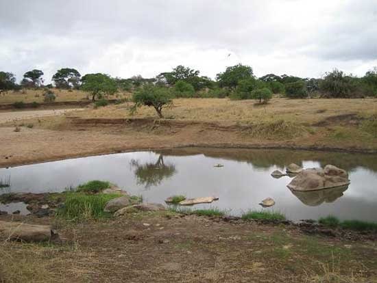 tarangire_park_15