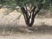 tarangire_park_07